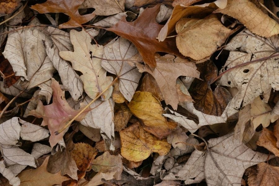Pelle del corpo secca in inverno? Ecco i rimedi naturali per la pelle secca di gambe, braccia, gomiti e talloni
