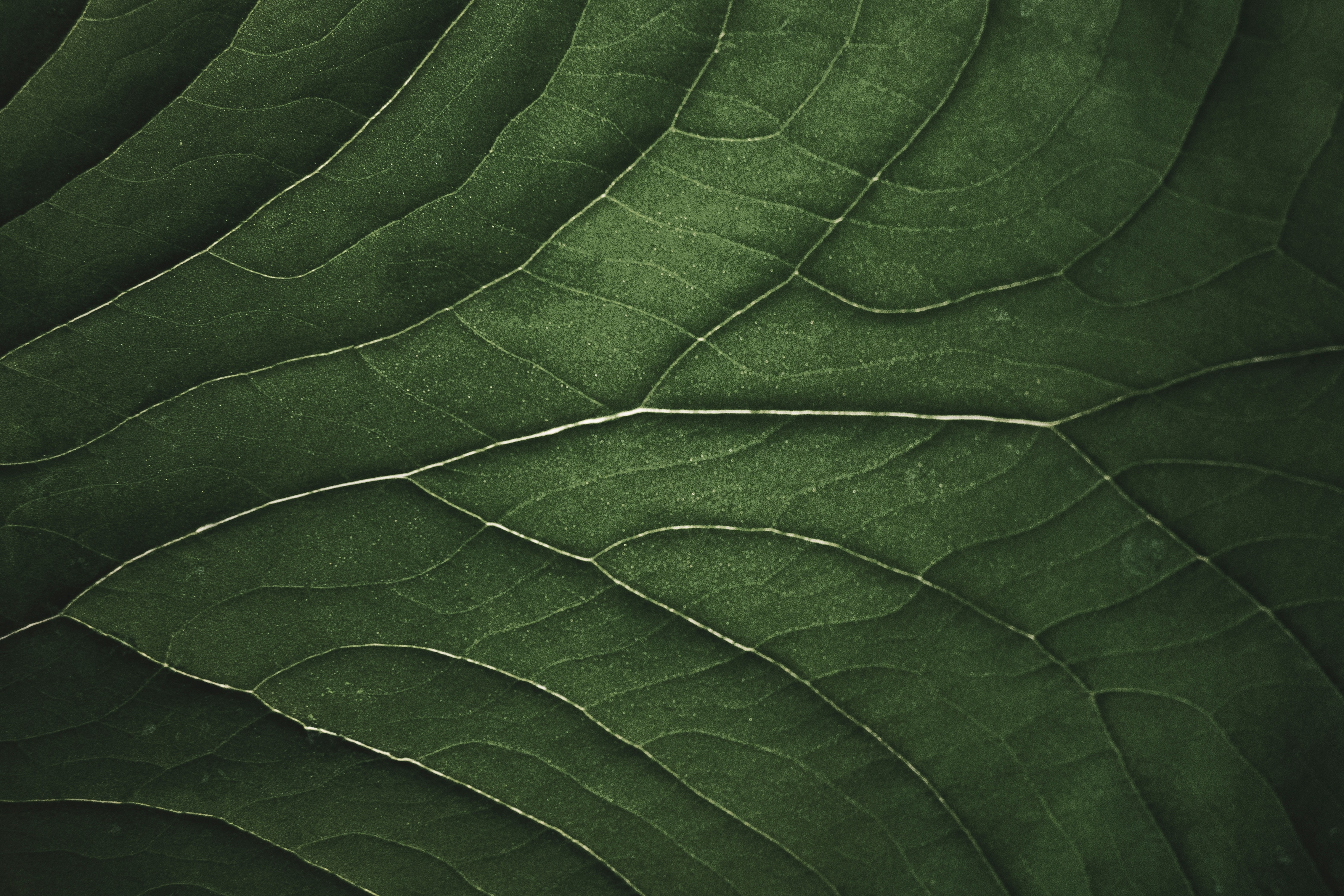 mature-skin